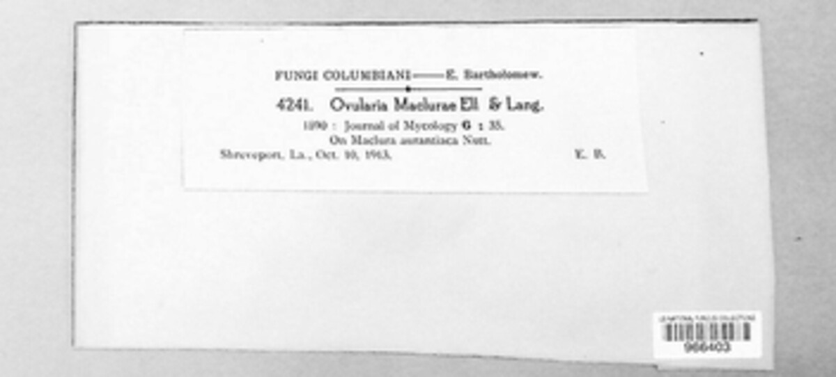 Ramularia maclurae image